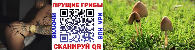 Купить  Кемерово  Псилоцибиновые грибы Magic Shrooms 